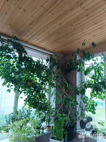 Шефлера вариегатная