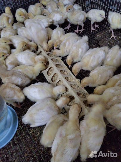 Индюшата
