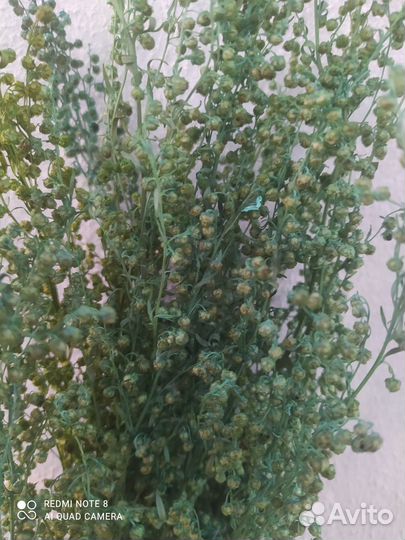 Сухоцветы для декора