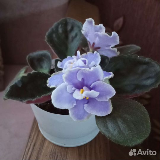 Фиалки красивые