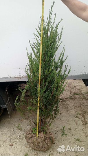 Можжевельники