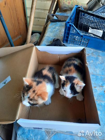 Котята в добрые руки бесплатно