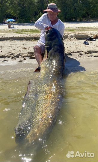 Трофейная рыбалка на сомов и судаков