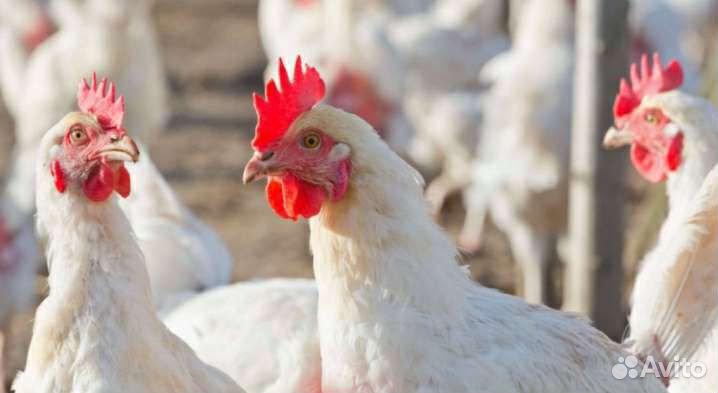 Куры несушки