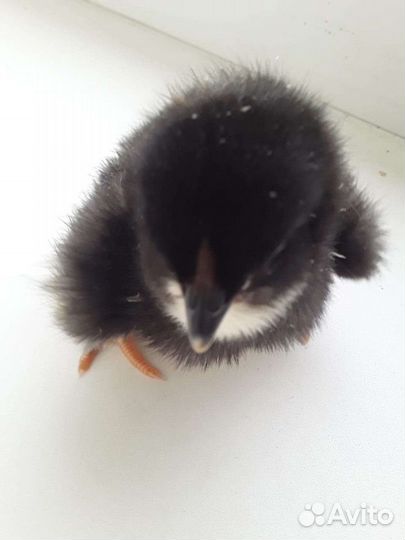 Разведение птицы