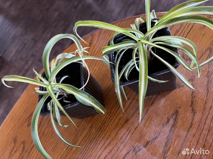 Хлорофитум бонни