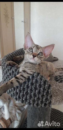 Котята девон-рекс