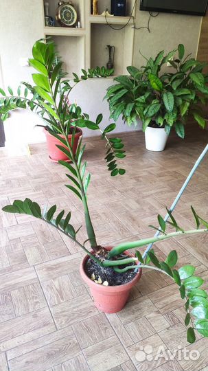 Замиокулькас средний