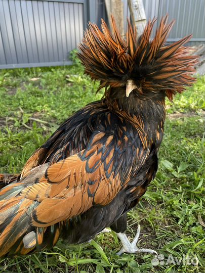 Падуан зотото/серебро/толбунт петухи