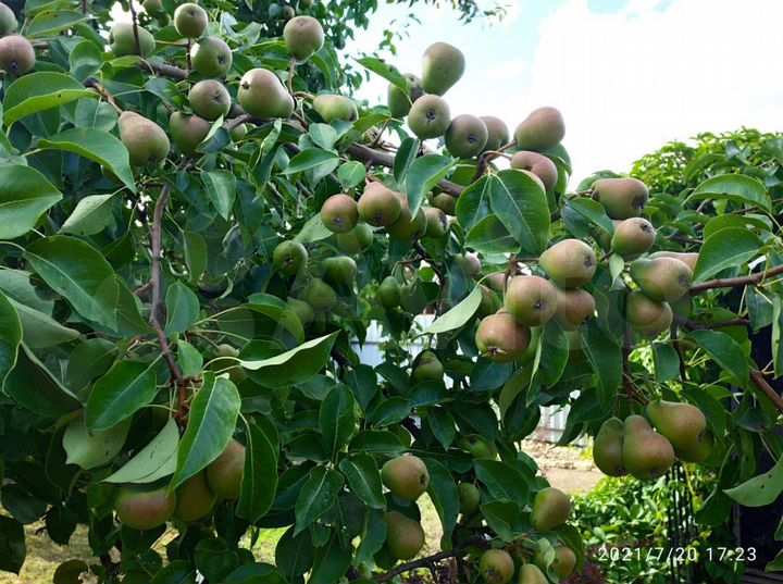 Дом 88 м² на участке 10 сот.