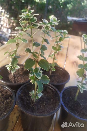 Бересклет форчуна