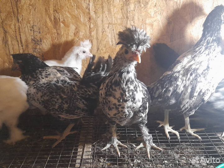 Куры несушки