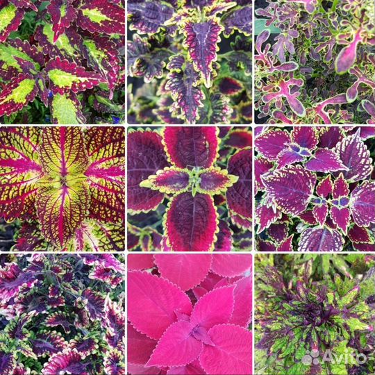 Колеусы сортовые