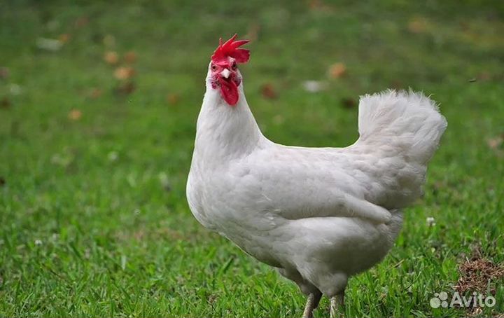 Несушки Супер Ник (белые)