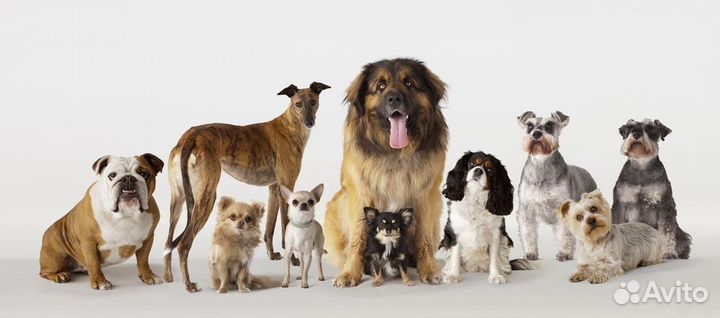 Обучение грумингу