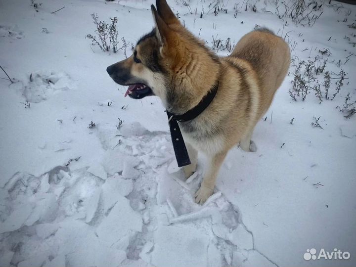 Смесь лайки с хаской