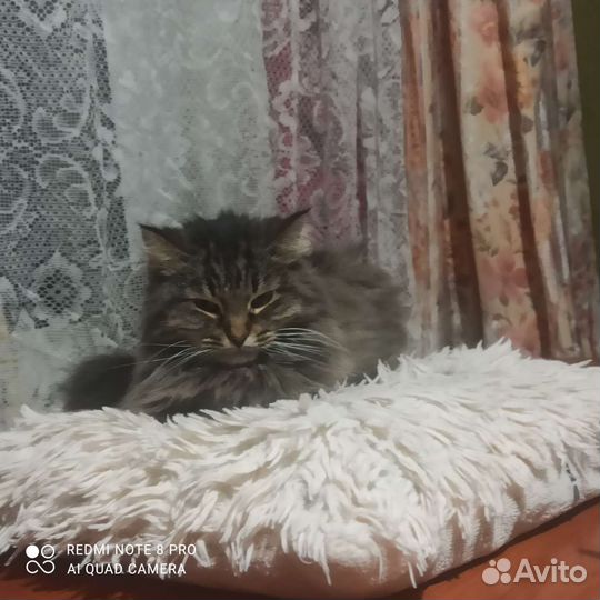 Передержка кошек и собак