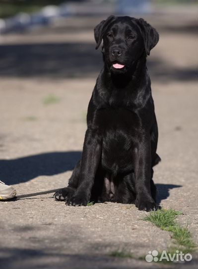 Щенки лабрадора, суки