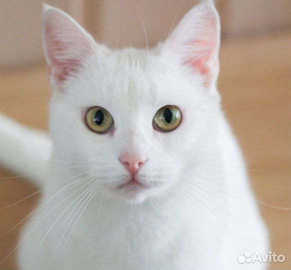 Кошка мышеловка