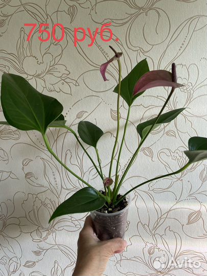 Антуриум Сирано