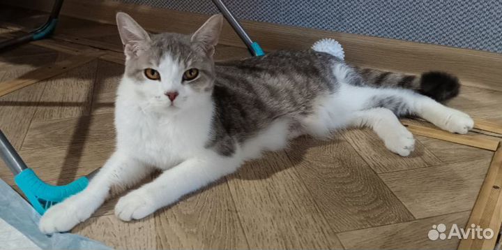 Шотландская кошка