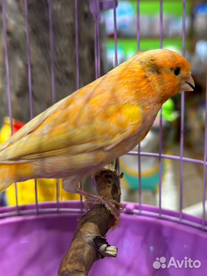 Кенар поющий