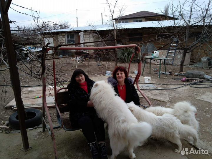 Самоед вязка питомник Северное Сияние 