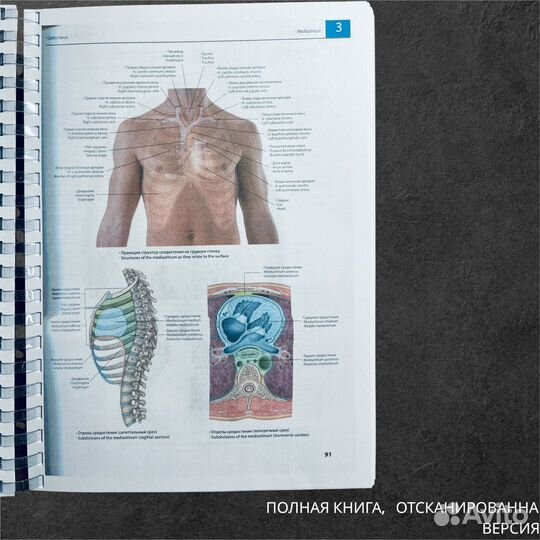 Атлас анатомии Грея. Учебное пособие/ 2е изд