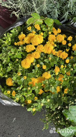 Хризантемы мультифлора