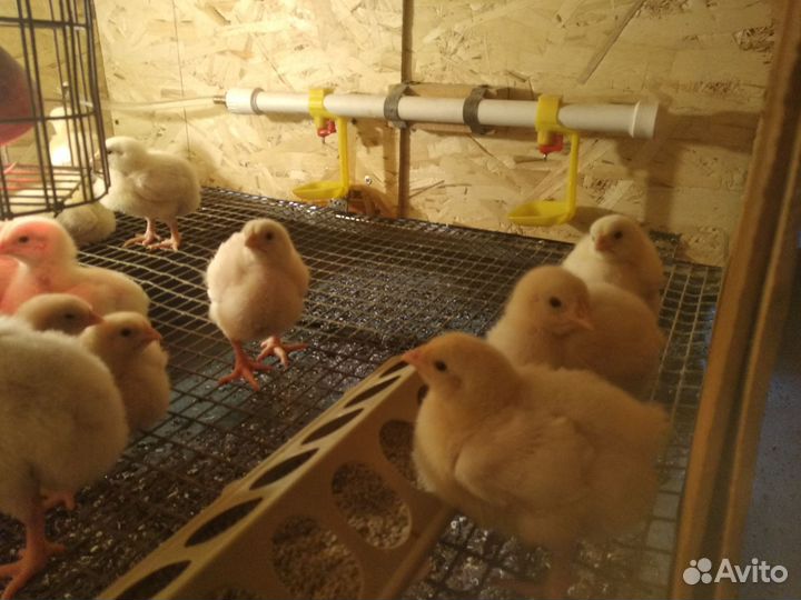 Цыплята бройлеры суточные подрощеные
