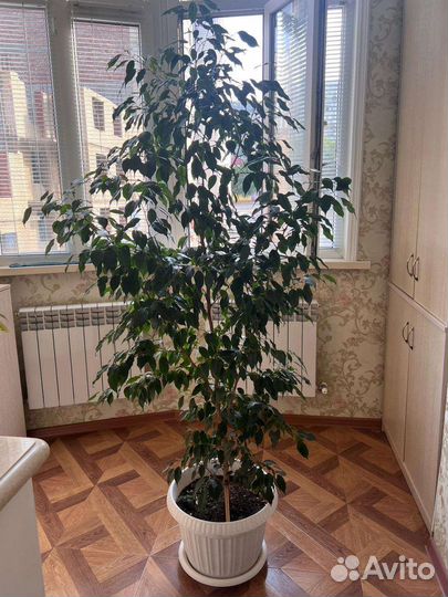 Бенджамина