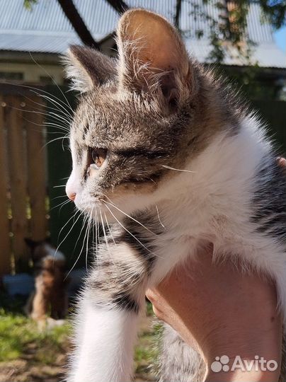 Котенок девочка