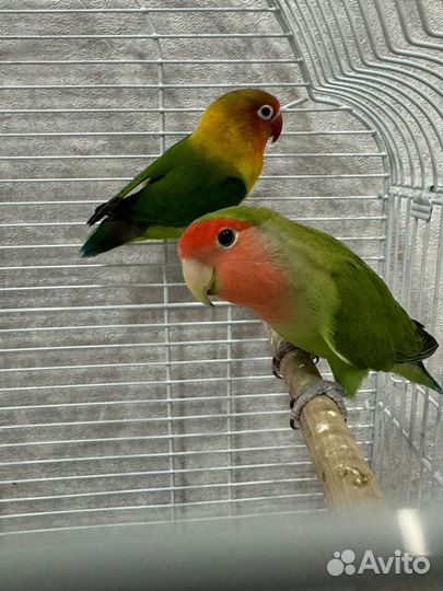 Неразлучники