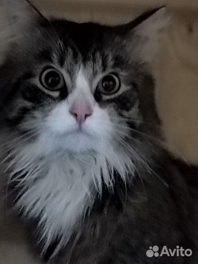 Ласковый молоденький кот