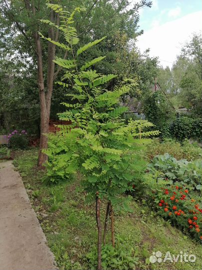 Белая акация