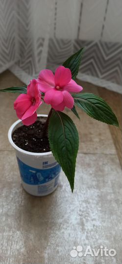 Бальзамин новогвинейский