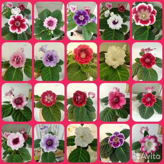 Глоксинии семена