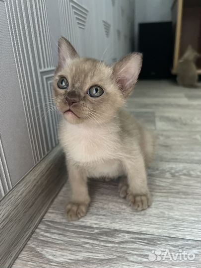 Бурманские котята
