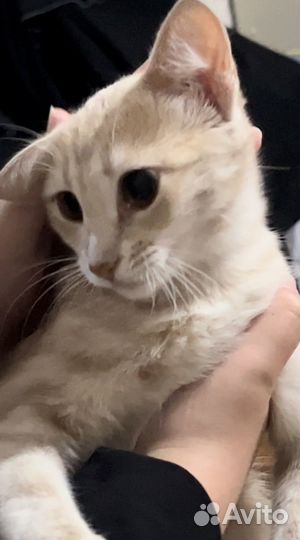 Кошки в добрые руки