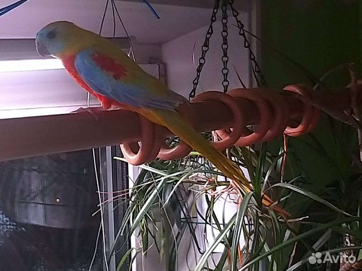 Лазурный попугай