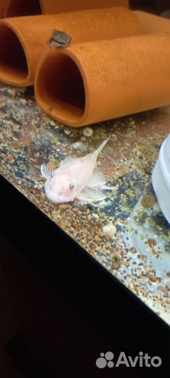 Анциструс white snow l144