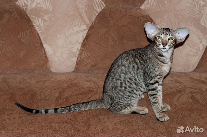 Ориентальные котята