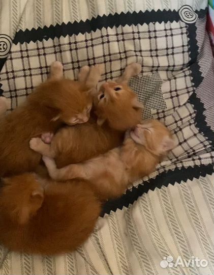 Котята ищут дом