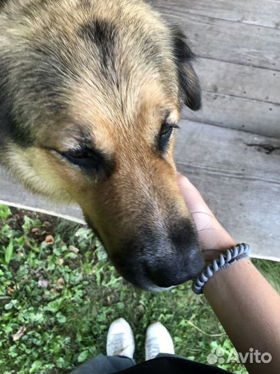 Выгул собак и зооняня