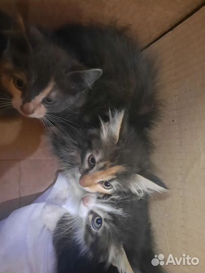 Отдадим котят