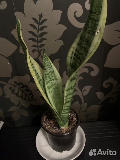 Комнатные растения