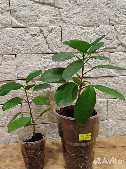 Фикусята сортовые