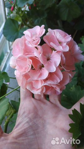 Крупная герань, пеларгония