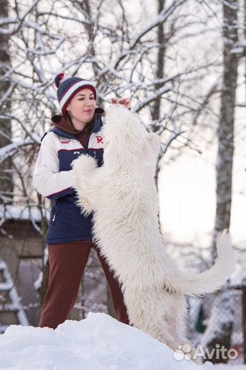 Собака для фотосессии (комондор)