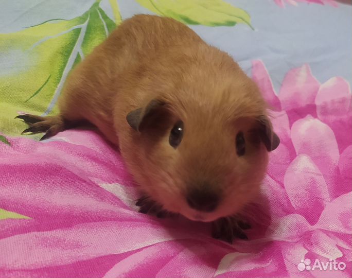 Морские свинки мальчики